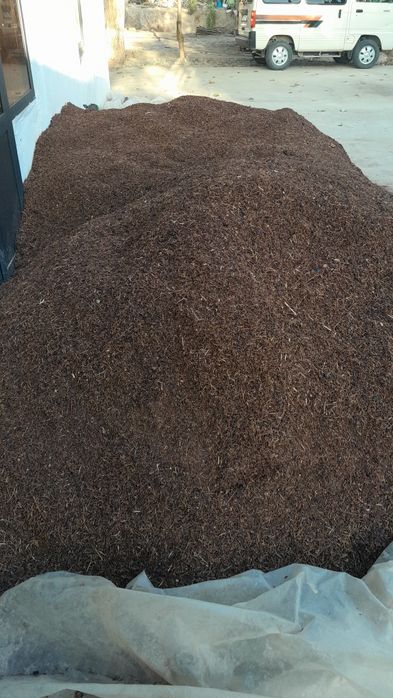 Mayiz otxodi  qo‘y va mollar  uchun yem o‘rnida