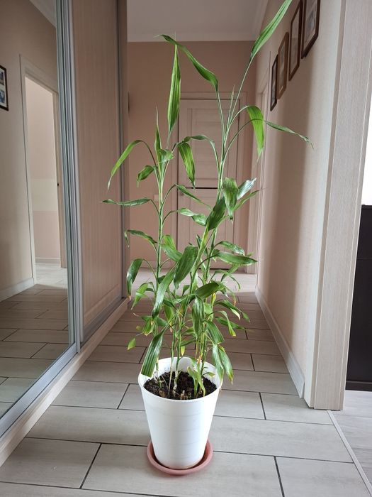 Бамбук натуральный комнатное растение в грунте