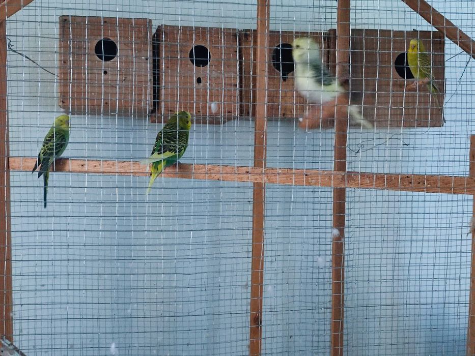 Попугай лап сотилади,ва кафасихам комплект