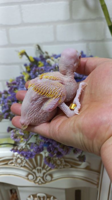 Продаётся  птенец Жёлтого Ожирелового попугая