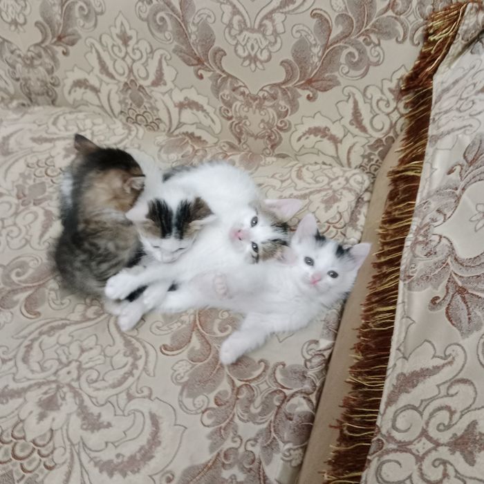 Hadiya tekinga mushuk