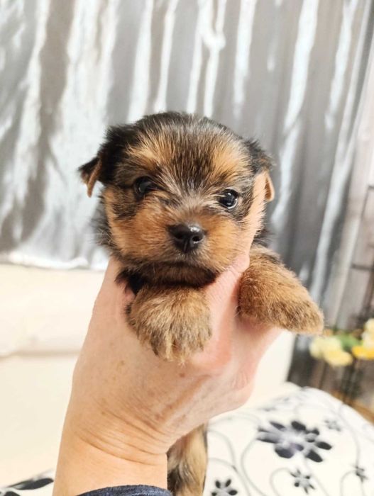 Продавам йоркита