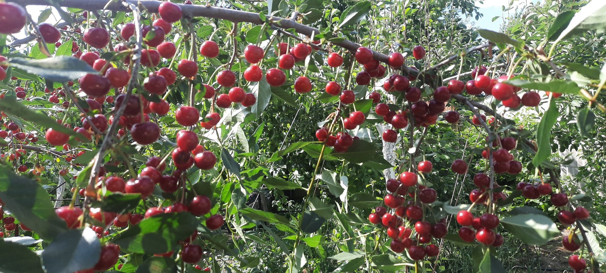 Продам вишню домашнюю