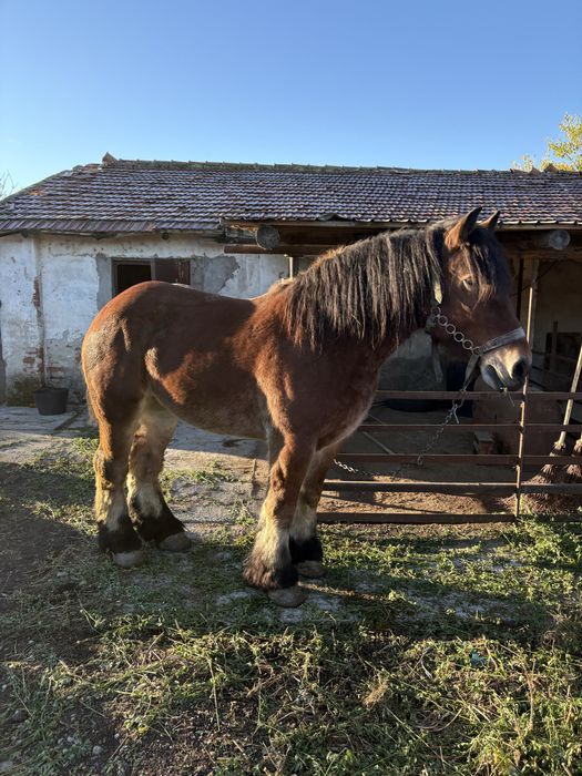 Vând mânză ardeneză de 3 ani
