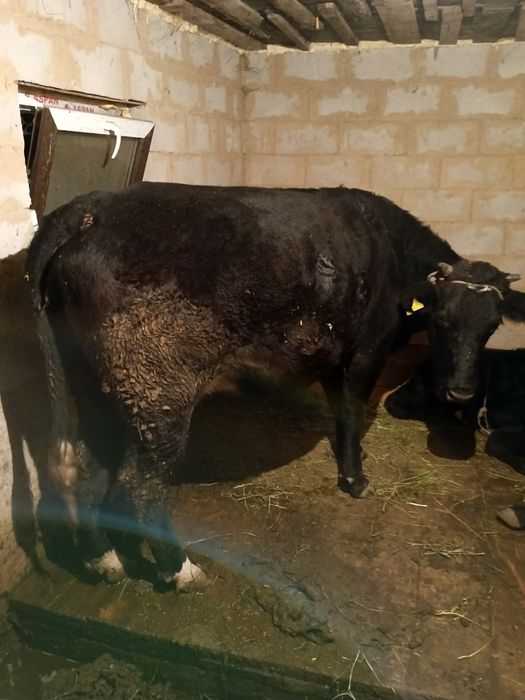 Продам сочную Корову с Бычком
