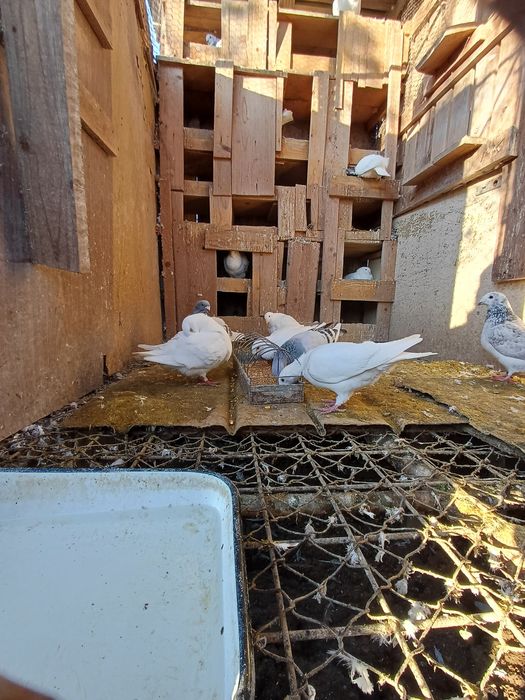 porumbei standard de vanzare