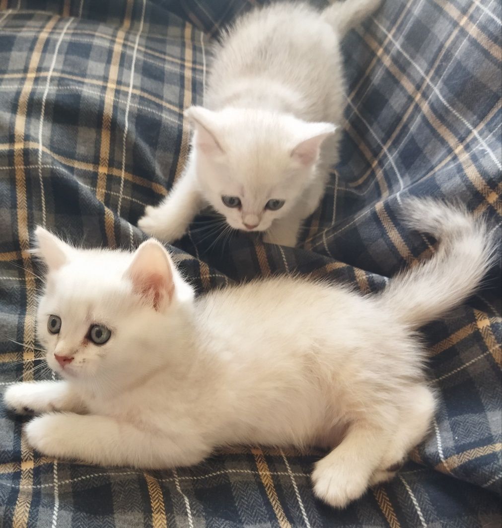 Шотландские котята