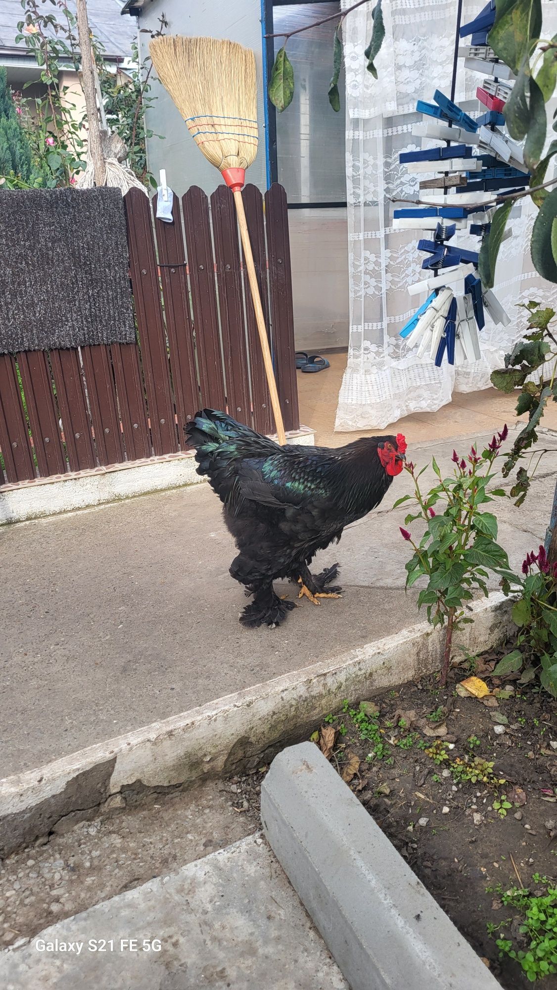 Cocoș brahma de vânzare