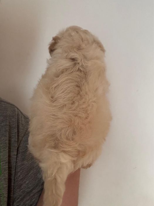 Maltipoo Baiat Toy cu carnet