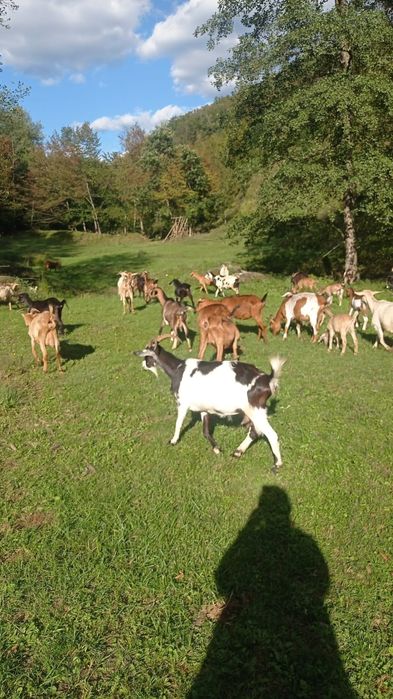 Vand 15 capre gestante cu tap anglonubian