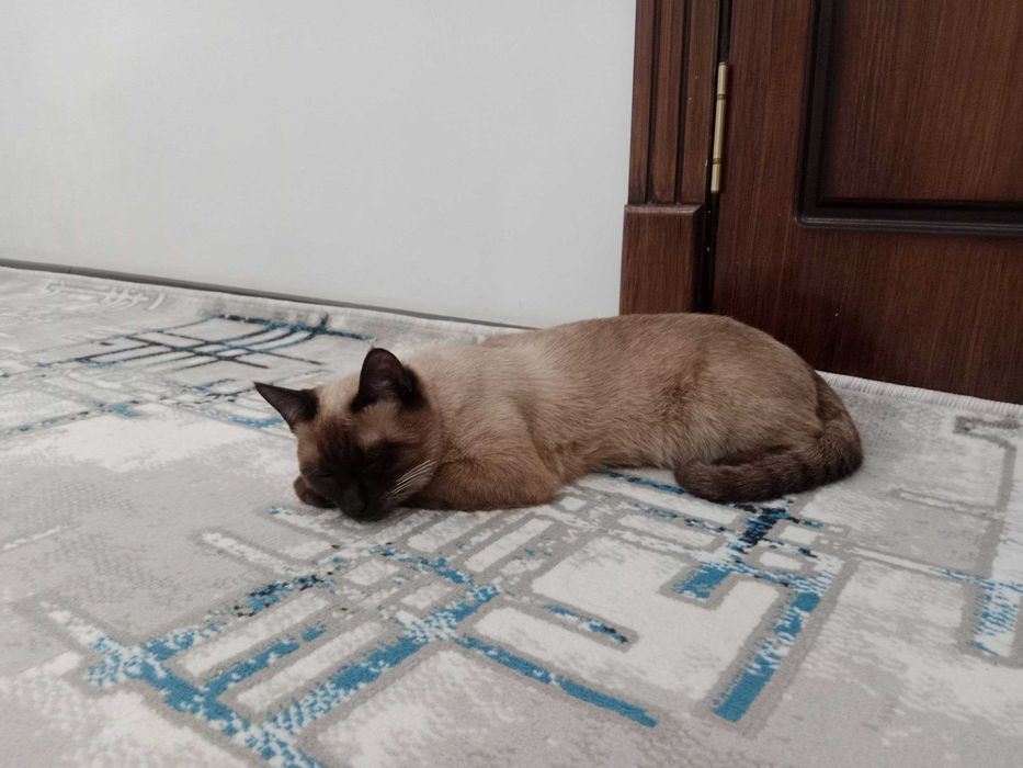 Продаётся сиамская кошка умная