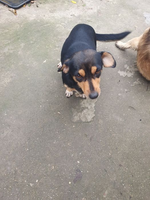 Cățelușă abandonată