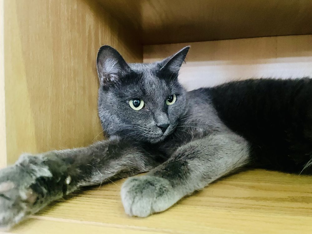 Отдам кошку в добрые руки
