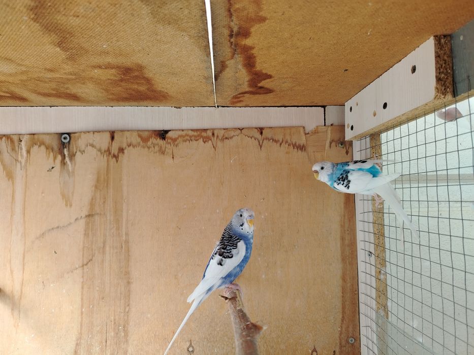 Волнистые сотилади