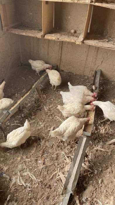 Tovuqlar Sotiladi Optim Tovuq