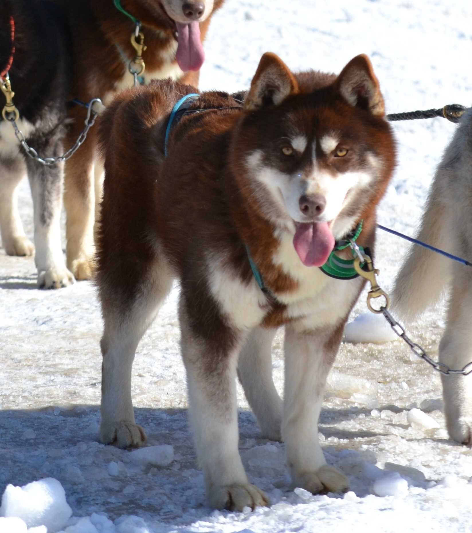 Raritate! Husky Siberian culoare inedita