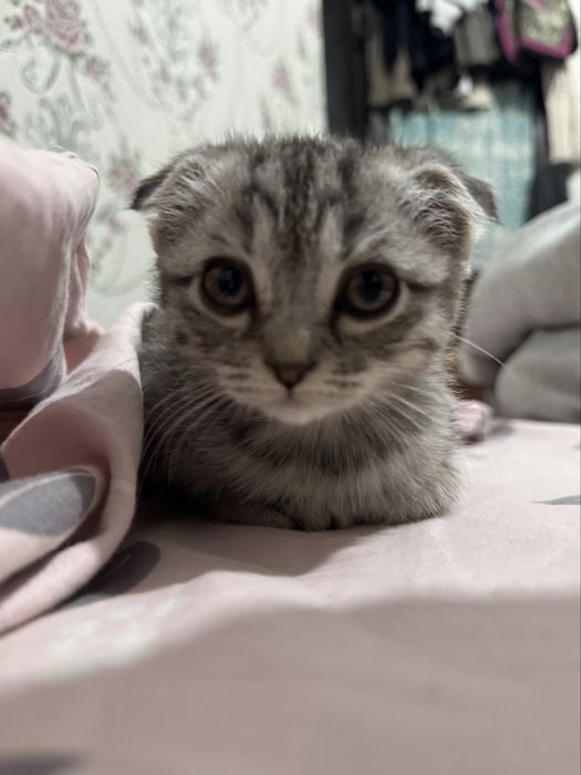 Scotish fold mushukcha