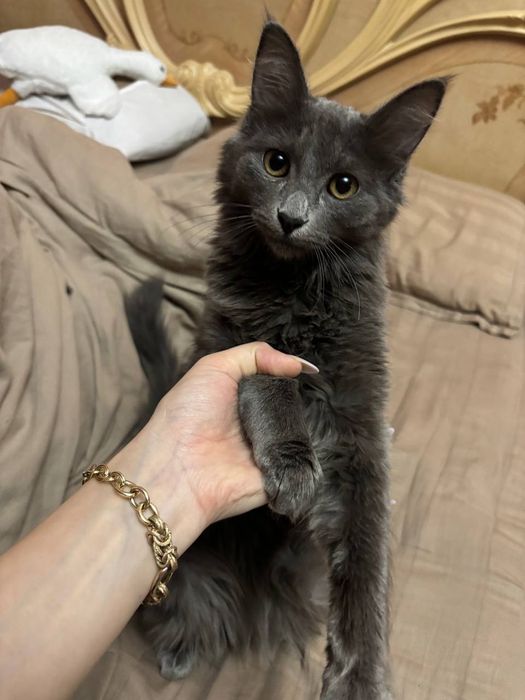 Котик британский