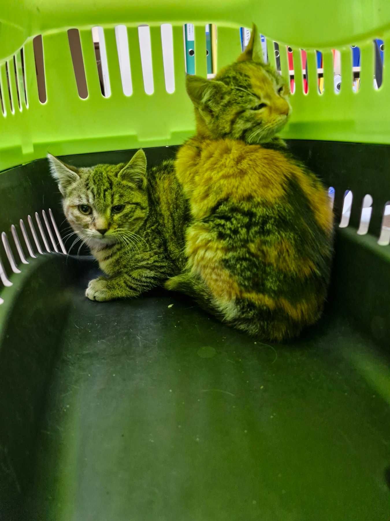 Котета на 1 мес. в София