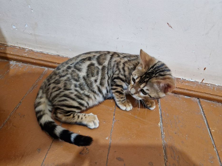 Bengal mushugi sotiladi