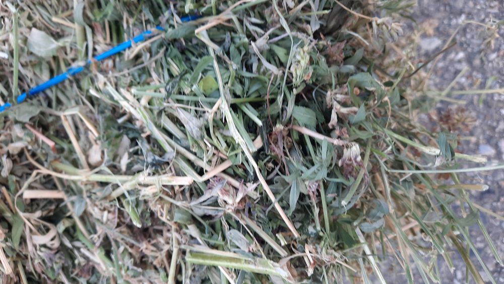‼️ Vând 400 de baloți de lucernă producție 2025, 40 lei balotul‼️