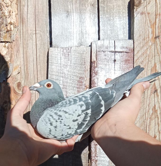 Porumbei voiajori masculi