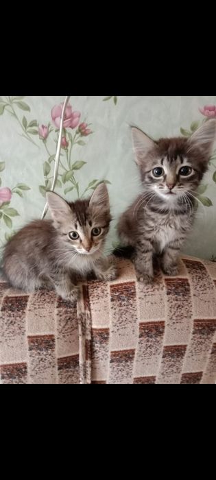 Отдам в добрые руки