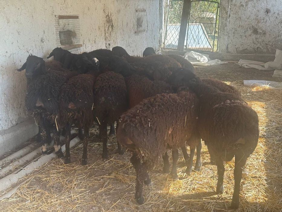 Qo’chqorlar Sotiladi