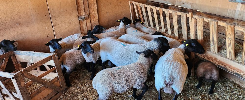 Oi si berbeci  suffolk cu pedigree!