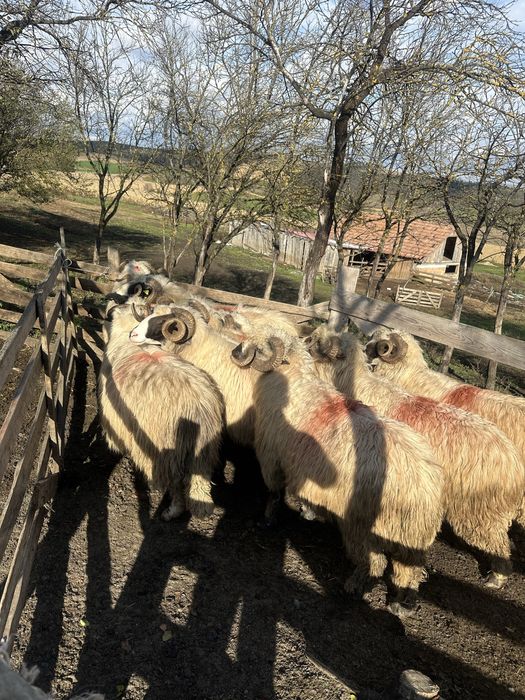 Disponibil 9 berbeci la un pret bun