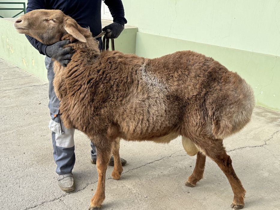 Сотилади кочкор Йоши 2 тишдан отган