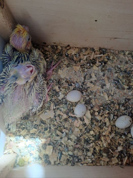 Papugay sotiladi turishi 13000