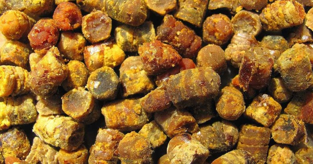 Пчелиная перга 2025 год