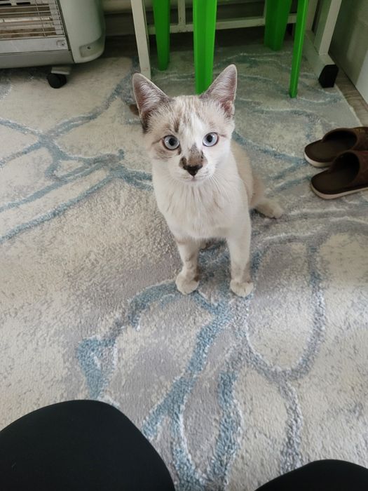 Котёнок ищет дом бесплатно