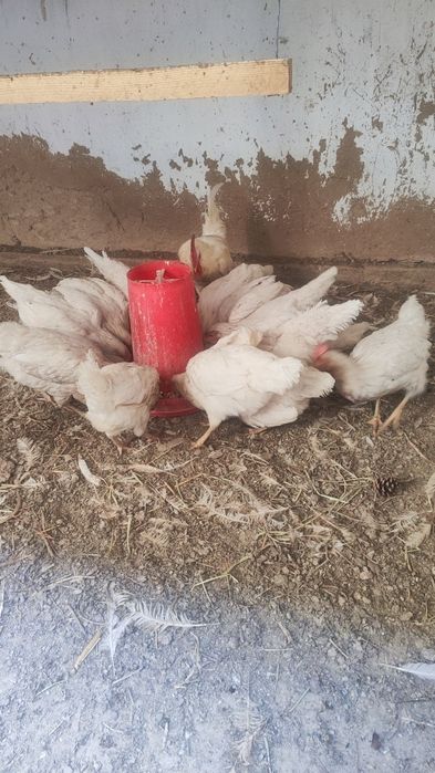 Товуқ ва Хўроз Хаммаси сотилади