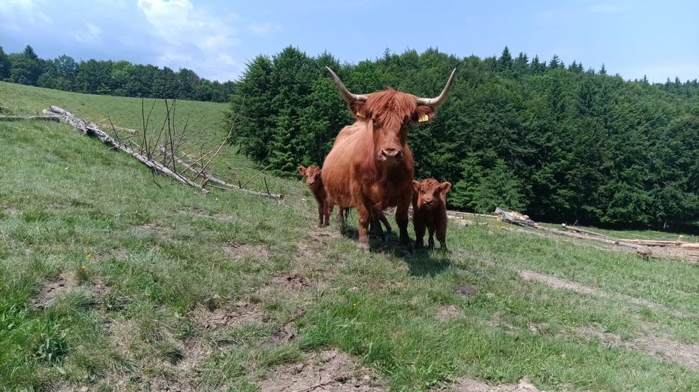 Vând Vaci de rasă Higland .