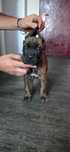 Cane corso  jucaus si plin de viata