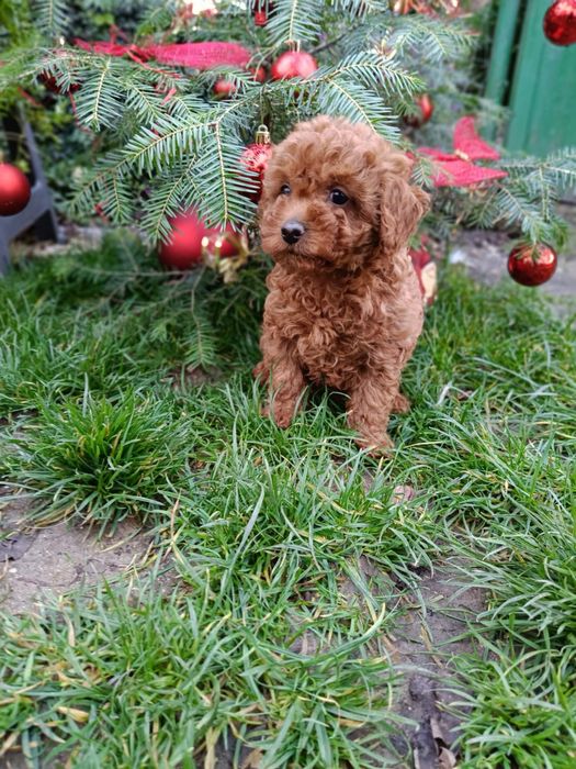 Той пудел toy pudel