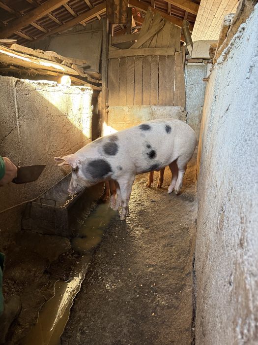 Vand vaca 1 an pret negociabil