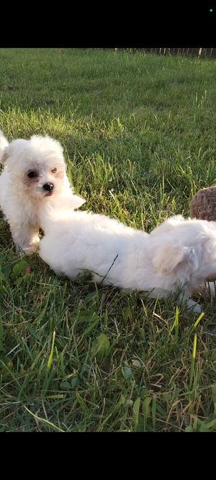 Bichon maltez talie mică