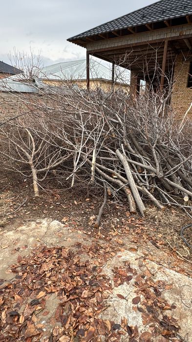 Ағаш шымкент қаласы