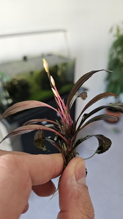 Plante de acvariu: Bucephalandra Serimbu Brown