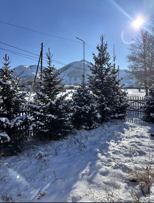 Ель сибирская, ростом 2 метра и выше!!!