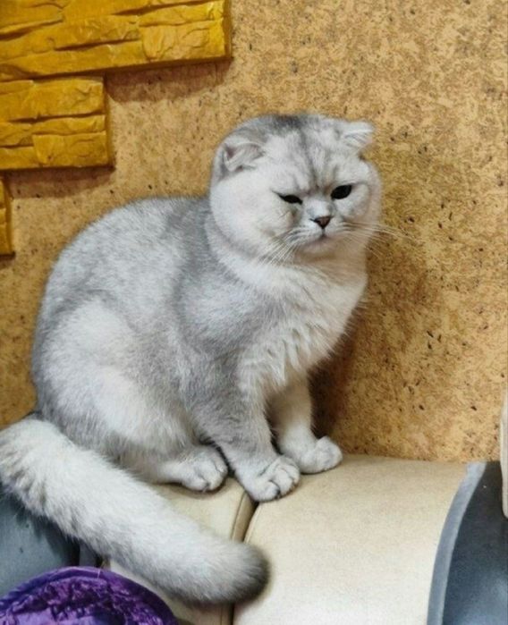 Вязка серебро шиншилла