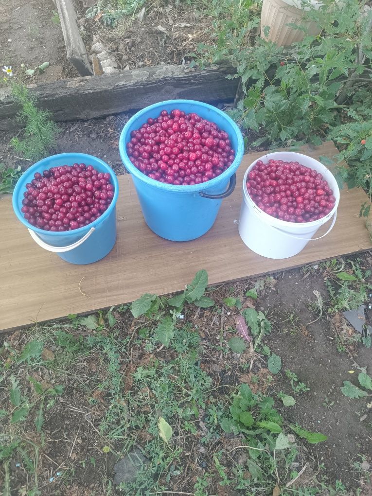 Продается Вишня домашняя