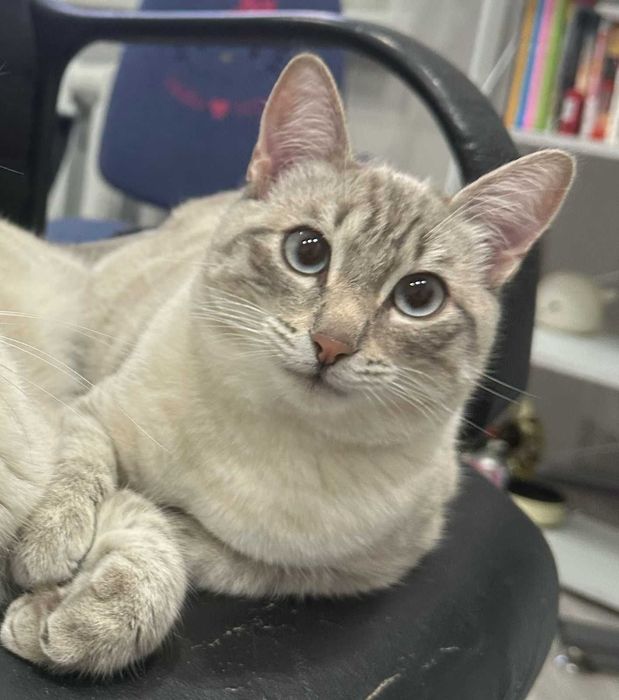 Пропал, потерялся кот Абрикос в районе аэропорта