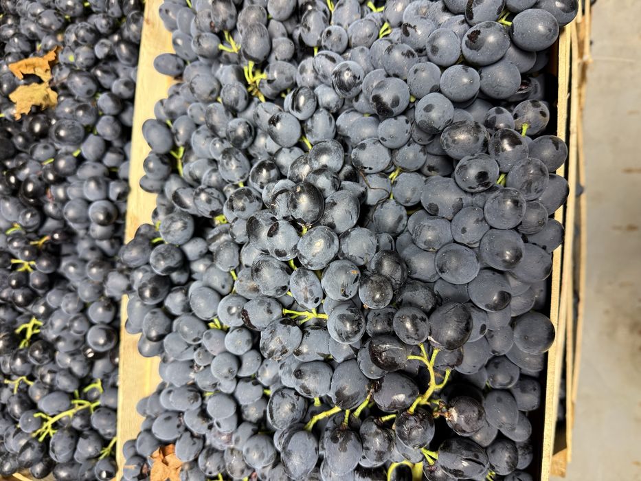 Struguri de masa- Moldova