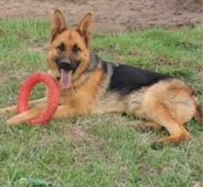 ПРОПАЛА СОБАКА.  Немецкая овчарка