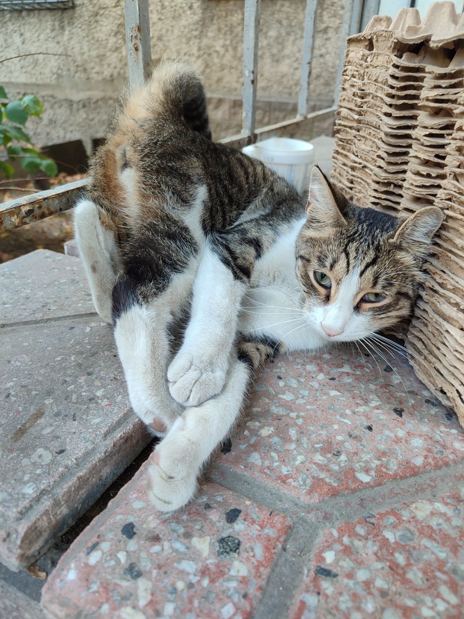 Кошечка и котик а
