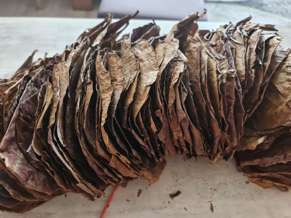 Frunze de catappa xxl,  migdal indian